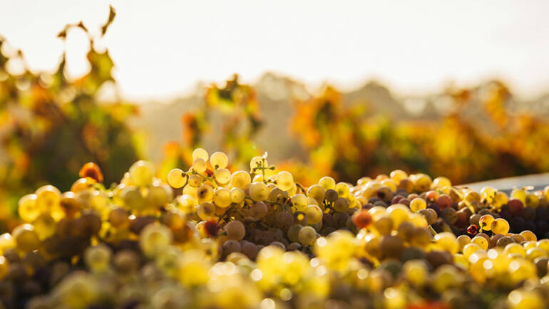 ქართული მეღვინეობის ისტორია – ღვინის სამშობლო