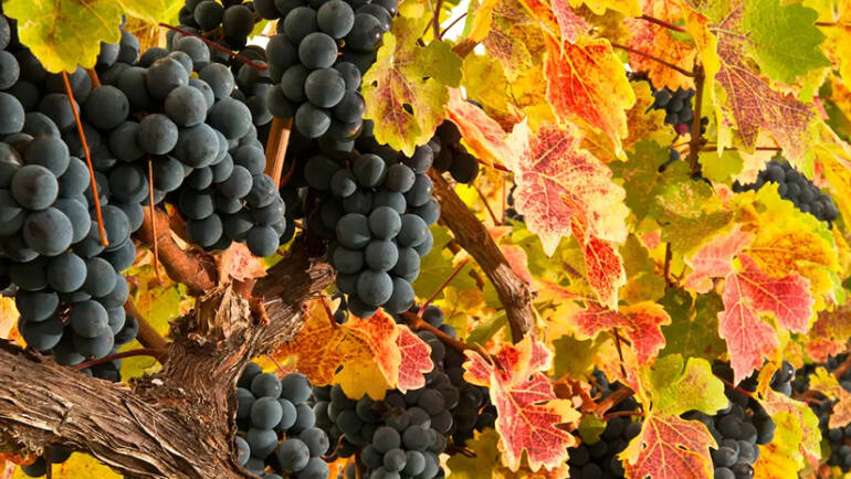 ქართული მეღვინეობის მარგალიტი